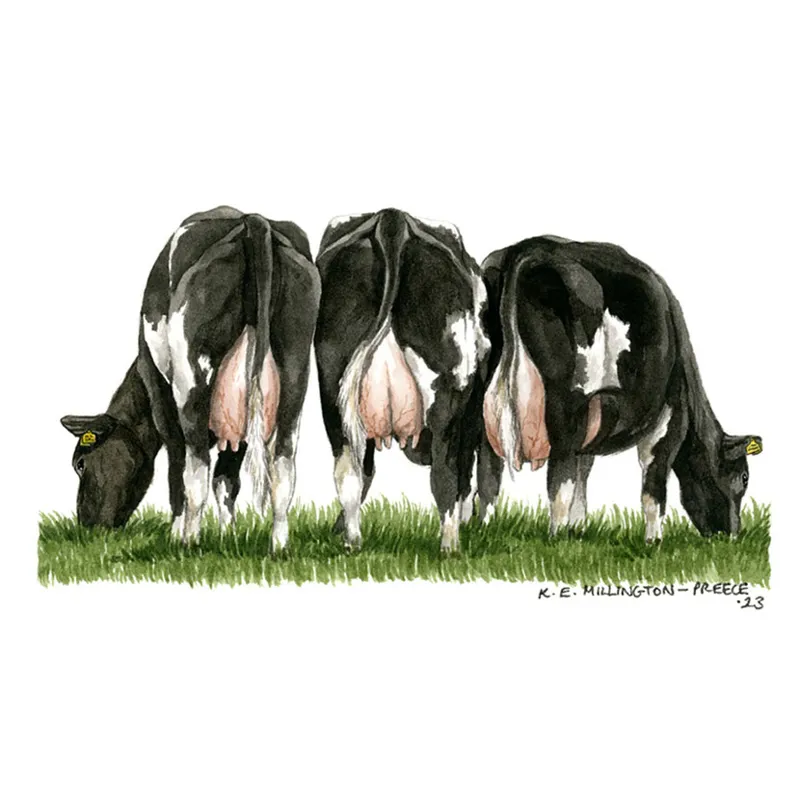 Kevin Milner Countryside Cards - Fresian Cow