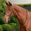 Dublin Flat Cavesson Bridle - Brown