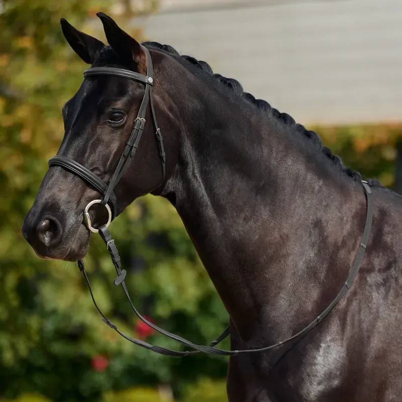 Dublin Padded Cavesson Bridle - Black