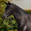Dublin Padded Cavesson Bridle - Black