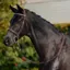 Dublin Padded Cavesson Bridle - Brown 