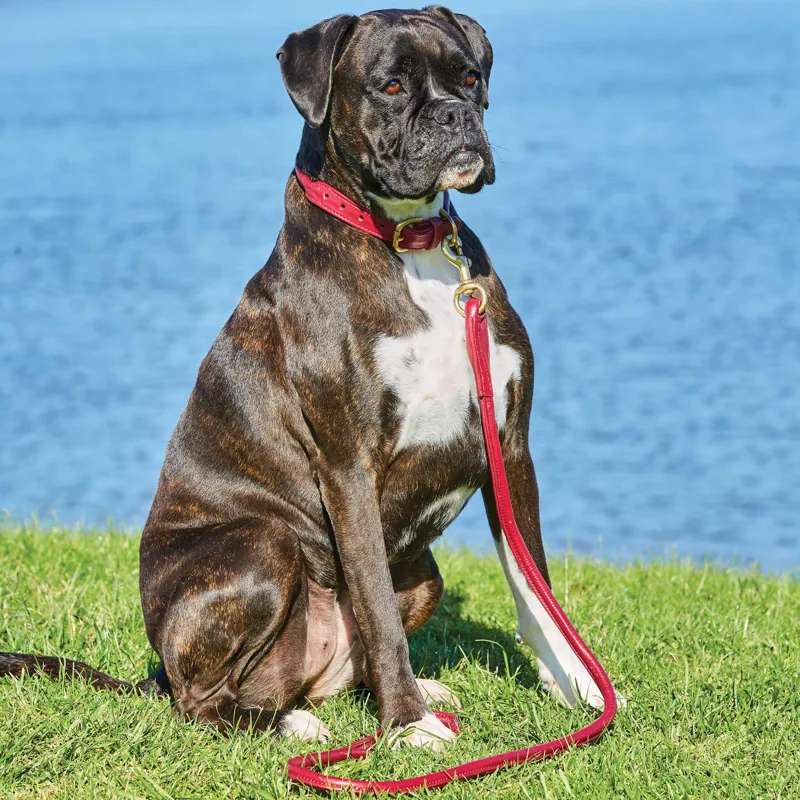 WeatherBeeta Rolled Leather Dog Collar - Maroon-2