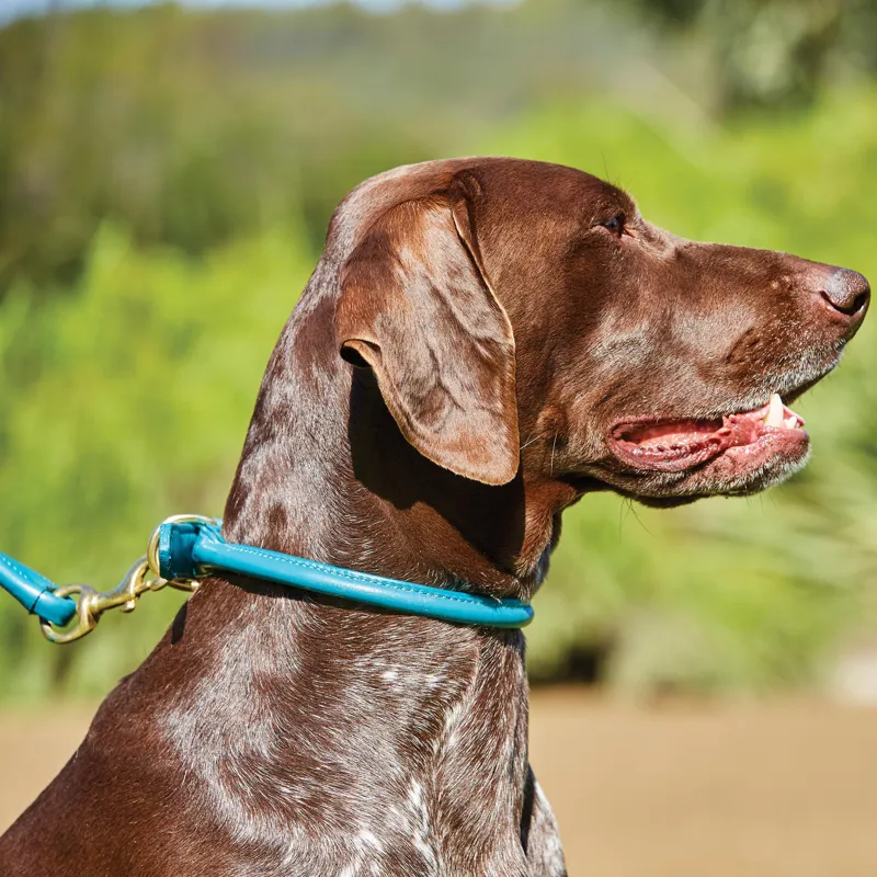 WeatherBeeta Rolled Leather Dog Collar - Teal-3