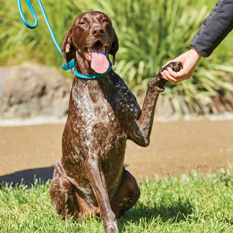 WeatherBeeta Rolled Leather Dog Lead - Teal-2