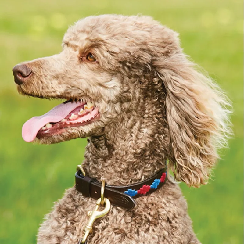 WeatherBeeta Polo Leather Dog Collar - Brown/Pink/Blue-1