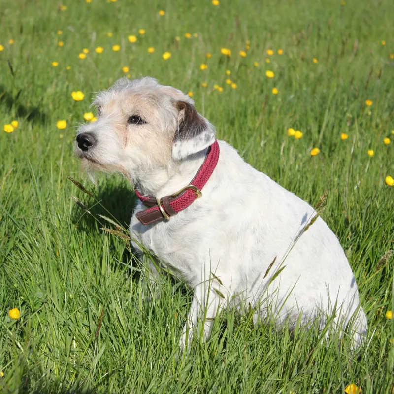 WeatherBeeta Leather Plaited Dog Collar - Brown/Maroon-1