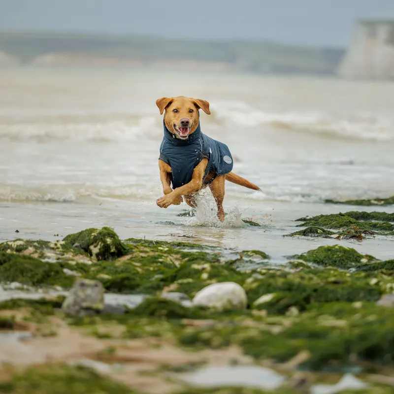 WeatherBeeta Explorer 160g Dog Coat - Navy-4