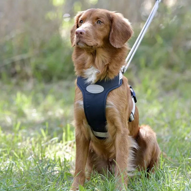 WeatherBeeta Explorer Dog Harness - Navy