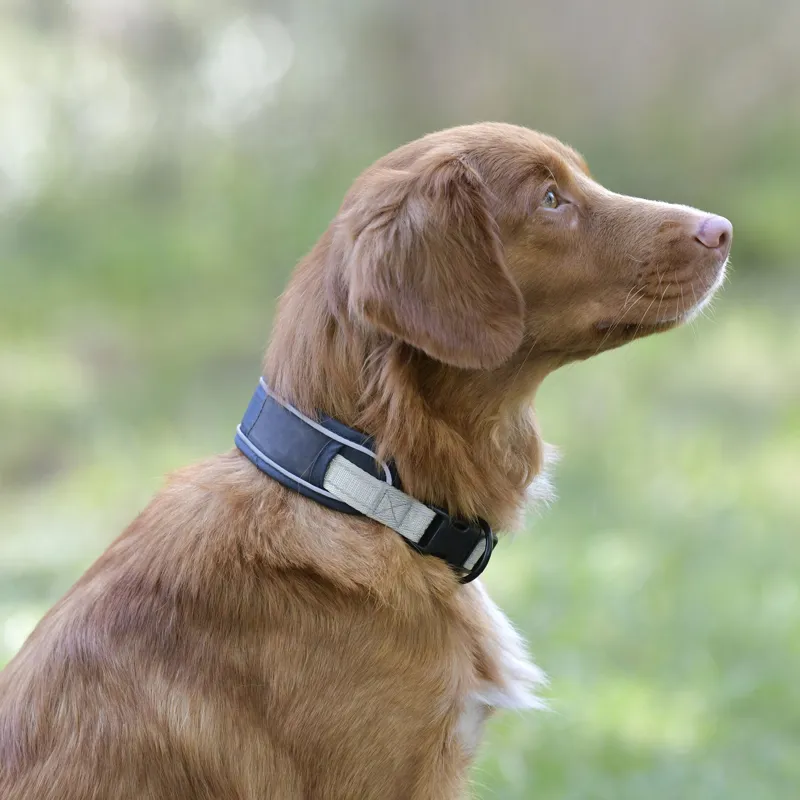 WeatherBeeta Explorer Dog Collar - Navy-3