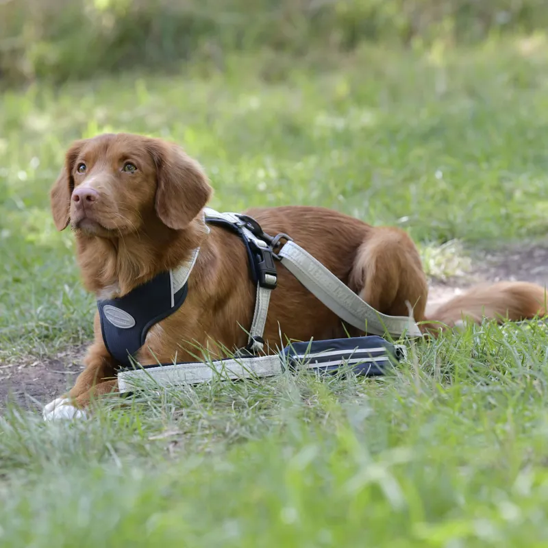 WeatherBeeta Explorer Dog Lead - Navy-1