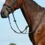 Collegiate Syntovia+ Plain Flat Running Martingale - Brown