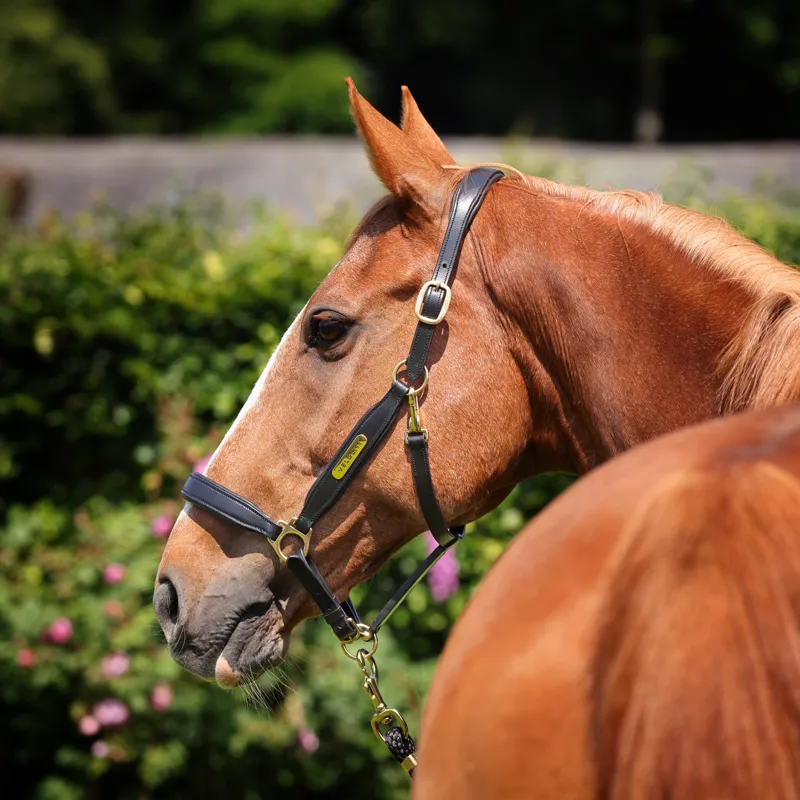 Shires Velociti Gara Leather Headcollar - Black-1