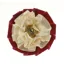 ShowQuest Newport Buttonhole - Burgundy/Cream/Gold