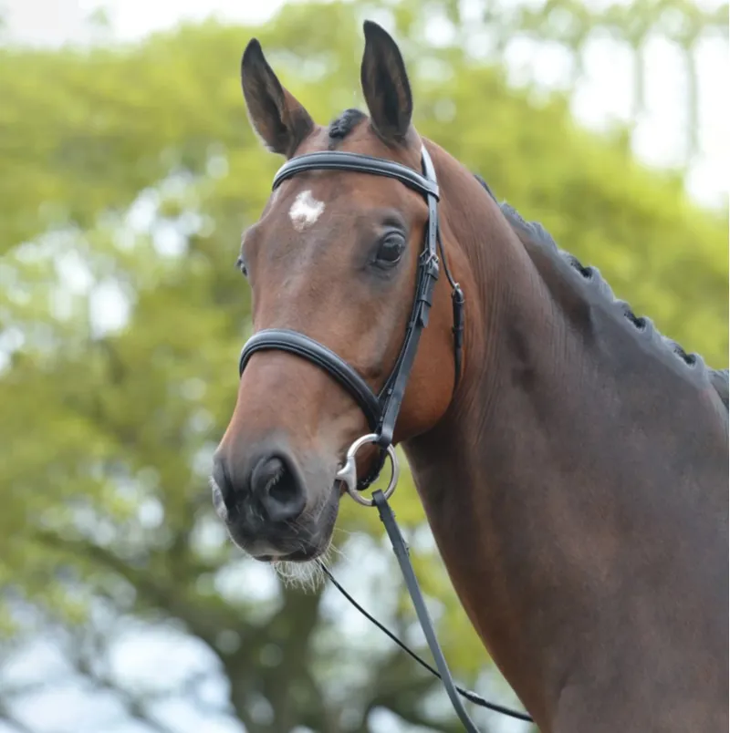 Kincade Raised Cavesson Bridle II - Black