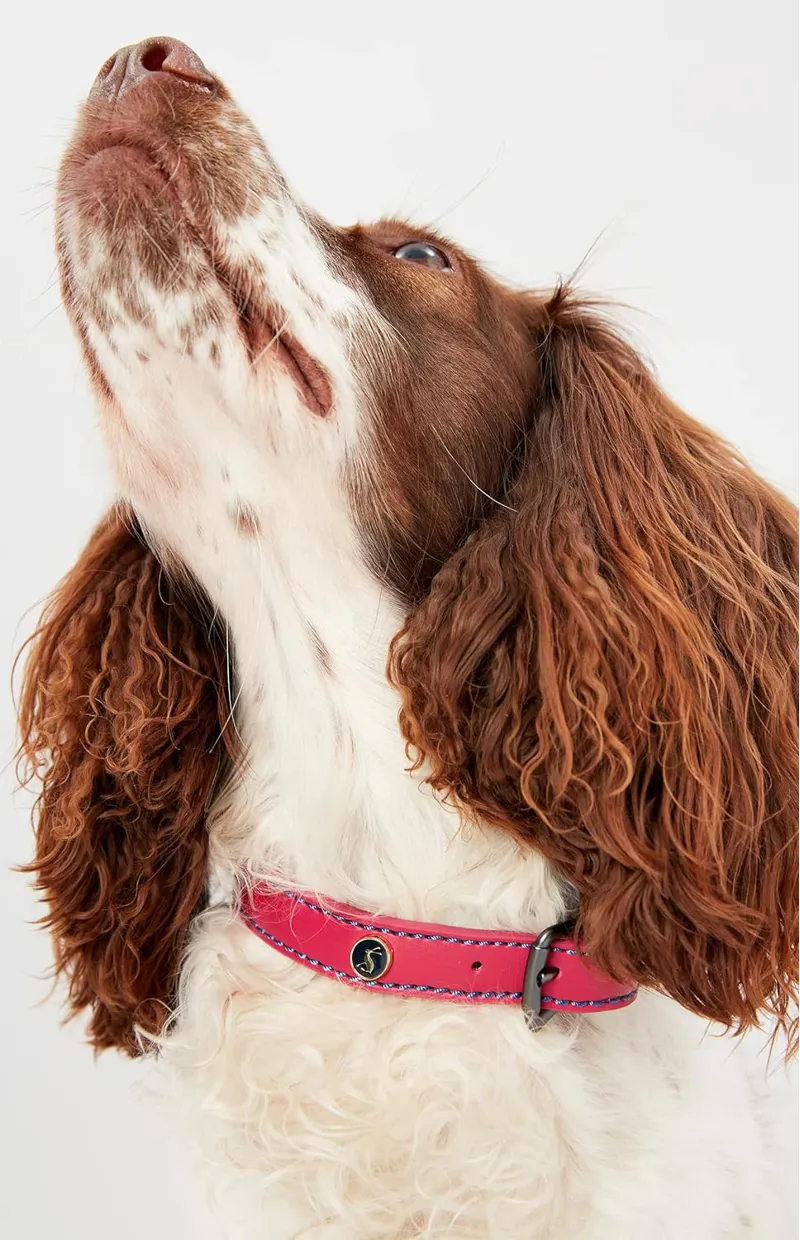 Joules Leather Dog Collar - Pink-4