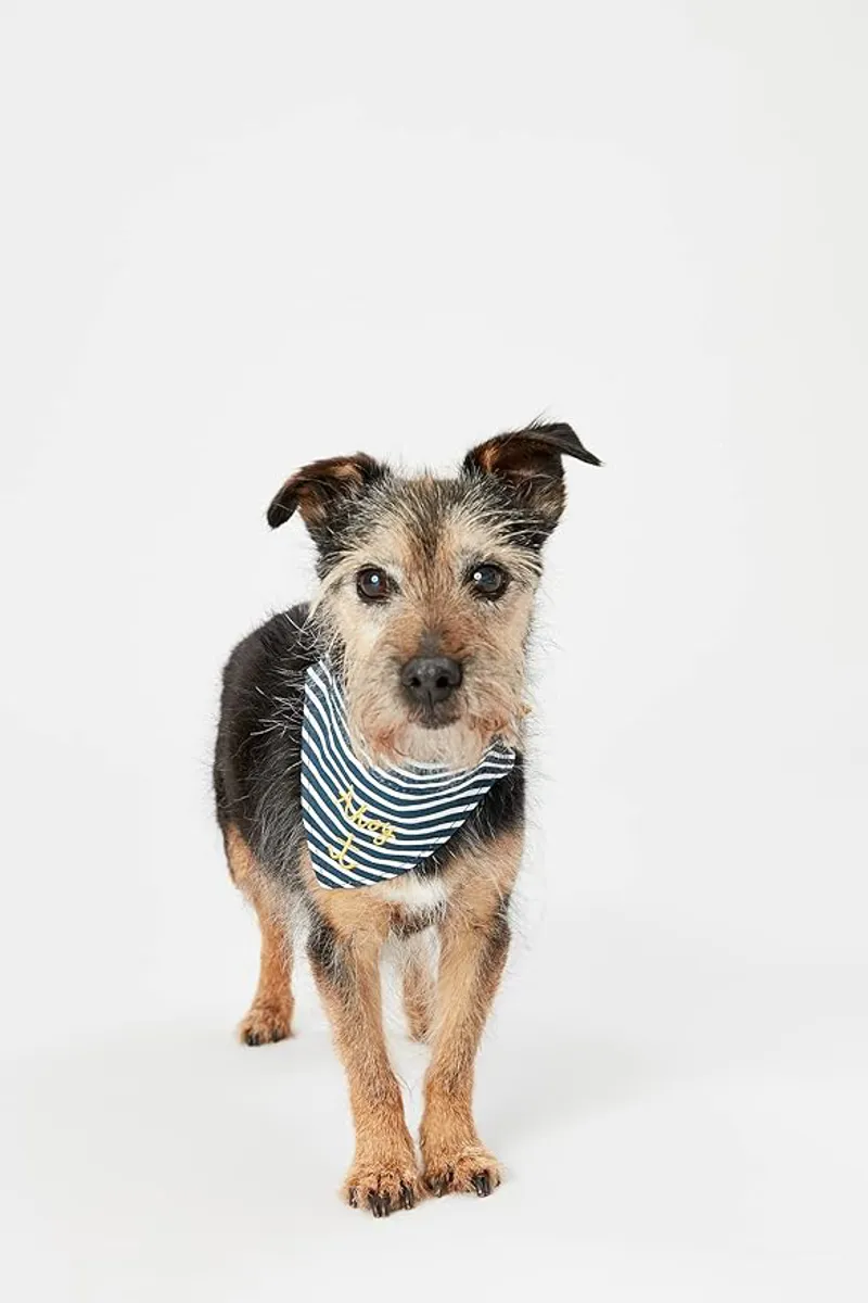 Joules Nautical Collar and Neckerchief - Navy-3