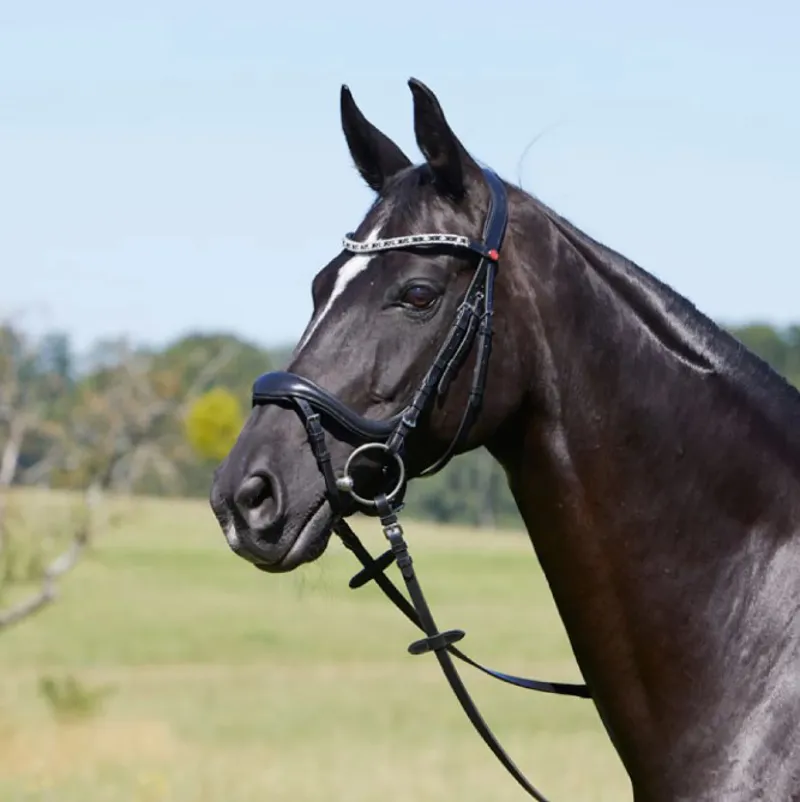 Kieffer Viola Snaffle Bridle - Black-1