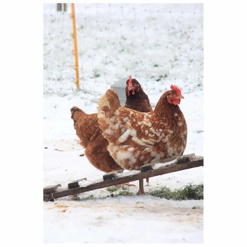 Kevin Milner Christmas Cards - Cope Farm Chicken