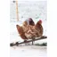 Kevin Milner Christmas Cards - Cope Farm Chicken