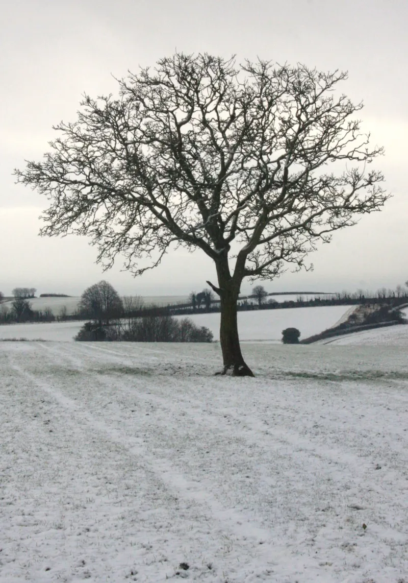 Kevin Milner Christmas Cards - Cope Farm Tree