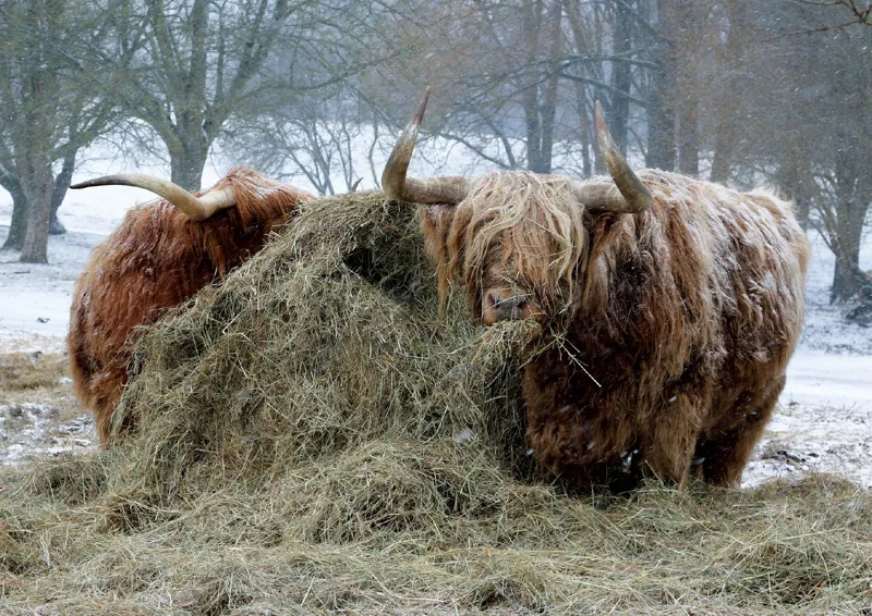 Kevin Milner Christmas Cards - Highland Cattle in the Snow