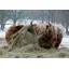 Kevin Milner Christmas Cards - Highland Cattle in the Snow