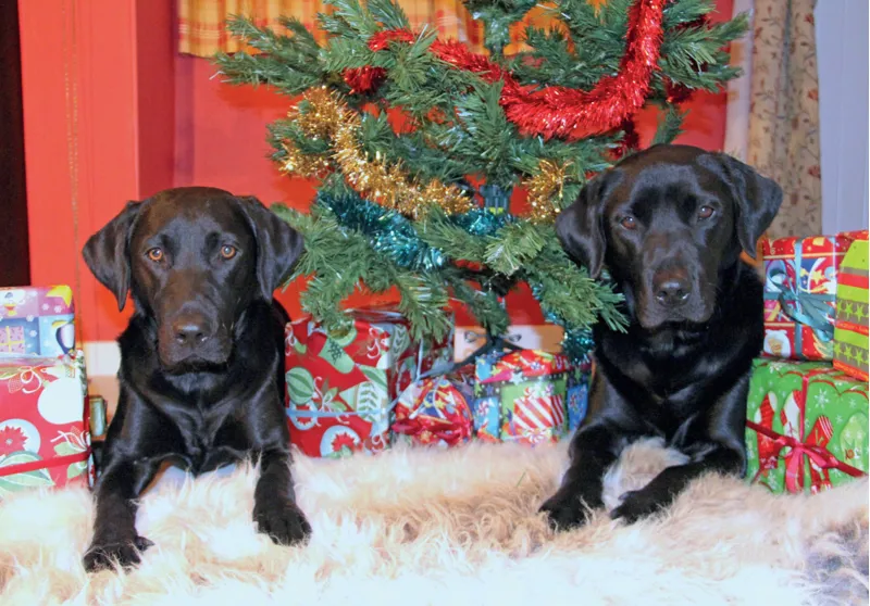 Kevin Milner Christmas Cards - Christmas in Labradorland