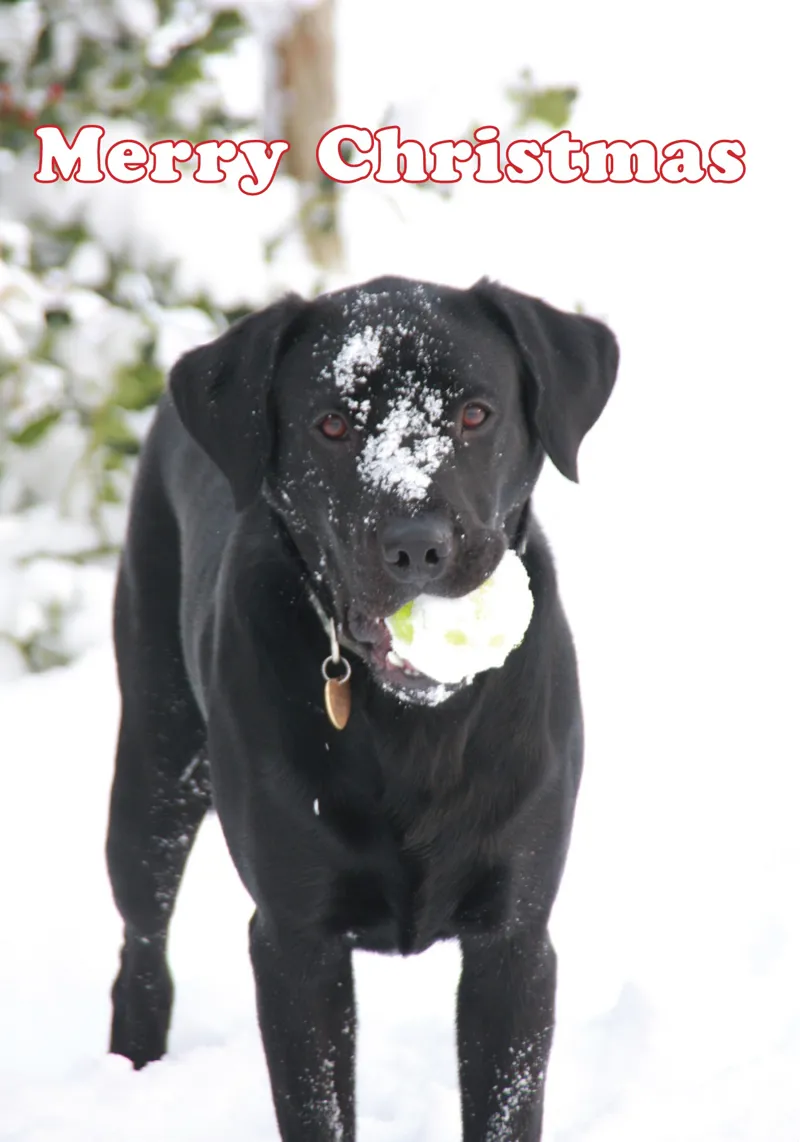 Kevin Milner Christmas Cards - Labrador in the Snow