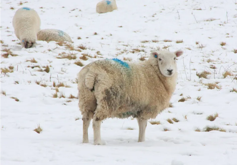 Kevin Milner Christmas Cards - In the Pasture Alresford