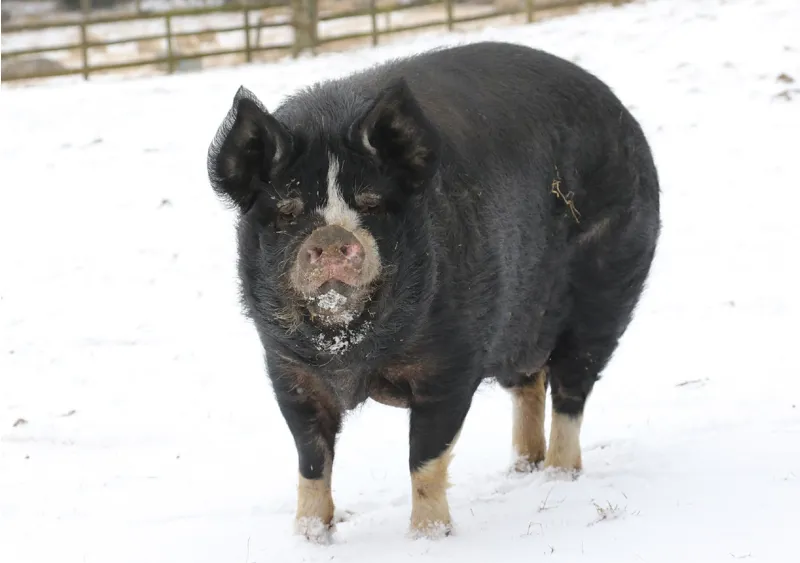 Kevin Milner Christmas Cards - Snowy Pig