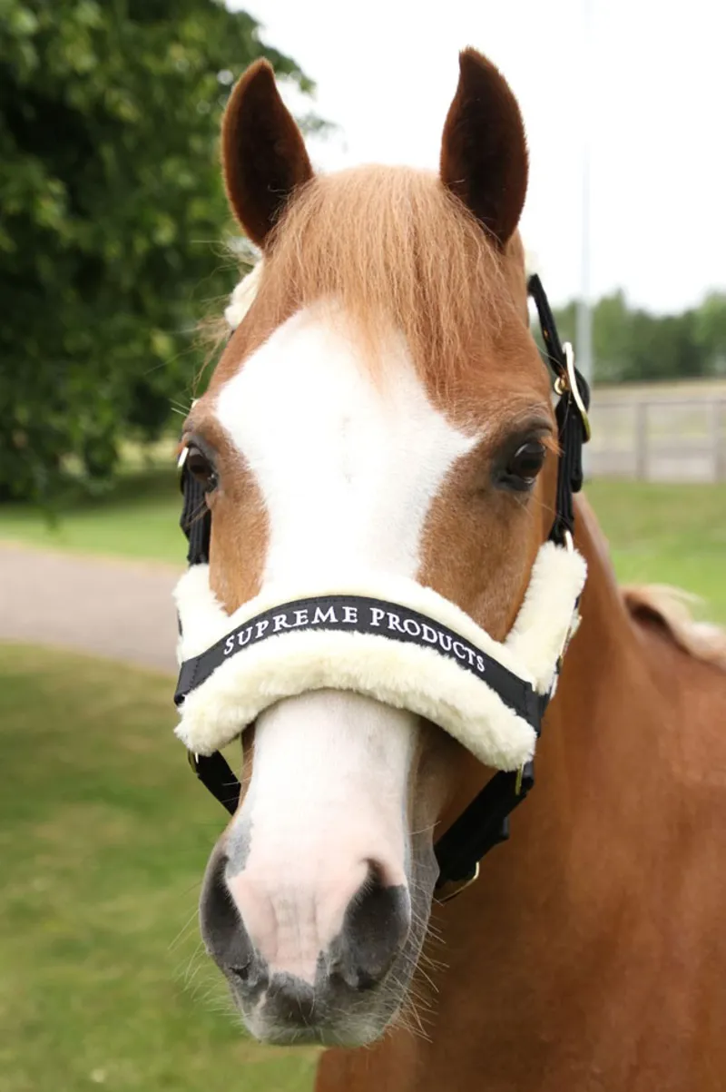 Supreme Products Royal Occasion Head Collar - Black-2