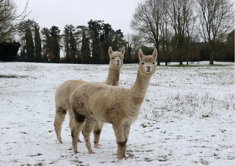 Kevin Milner Christmas Cards - Alpacas in the Snow