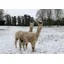Kevin Milner Christmas Cards - Alpacas in the Snow