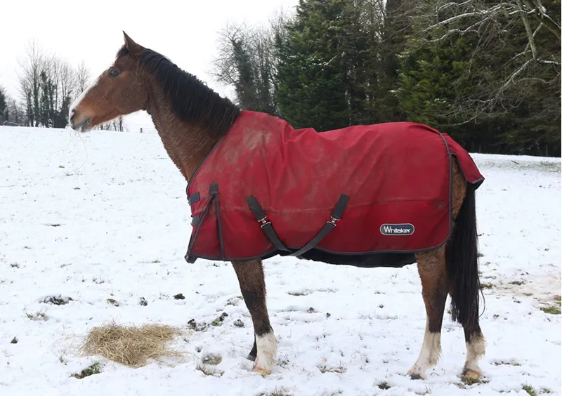 Kevin Milner Christmas Cards - Horse in the Snow