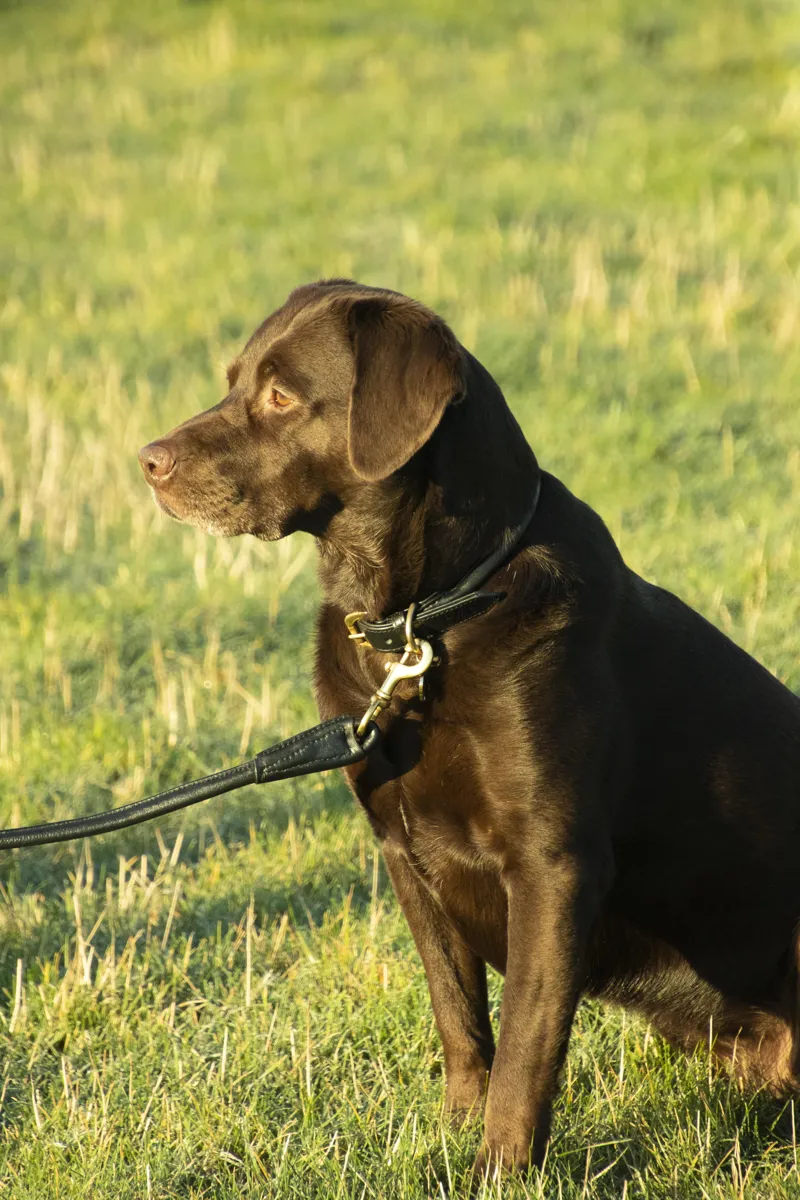 Benji and Flo Superior Rolled Leather Dog Lead - Black/Brass-1