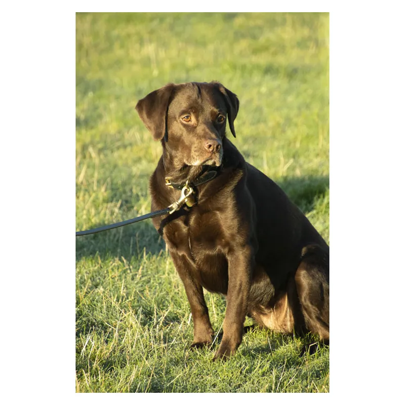 Benji and Flo Deluxe Padded Leather Dog Collar - Black/Brass-1