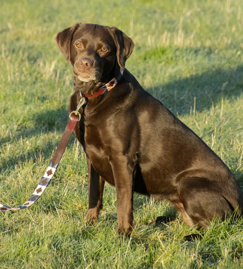 Benji and Flo Sublime Polo Leather Dog Lead - Navy/Rose-1