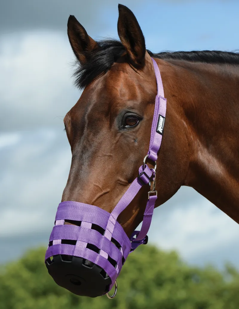 Roma Grazing Muzzle - Purple
