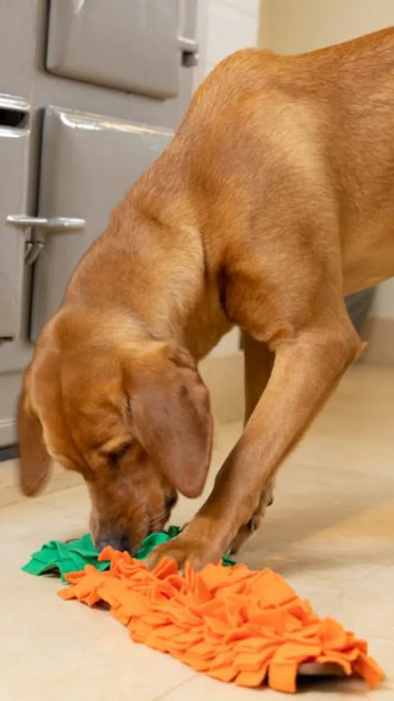 House of Paws Snuffle Toy - Carrot-1