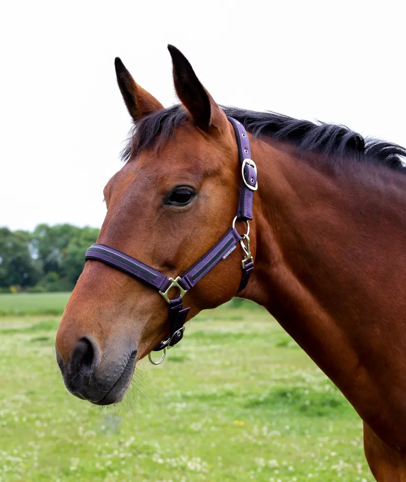 Hy Equestrian Mystic Head Collar - Purple/Midnight Dust-1