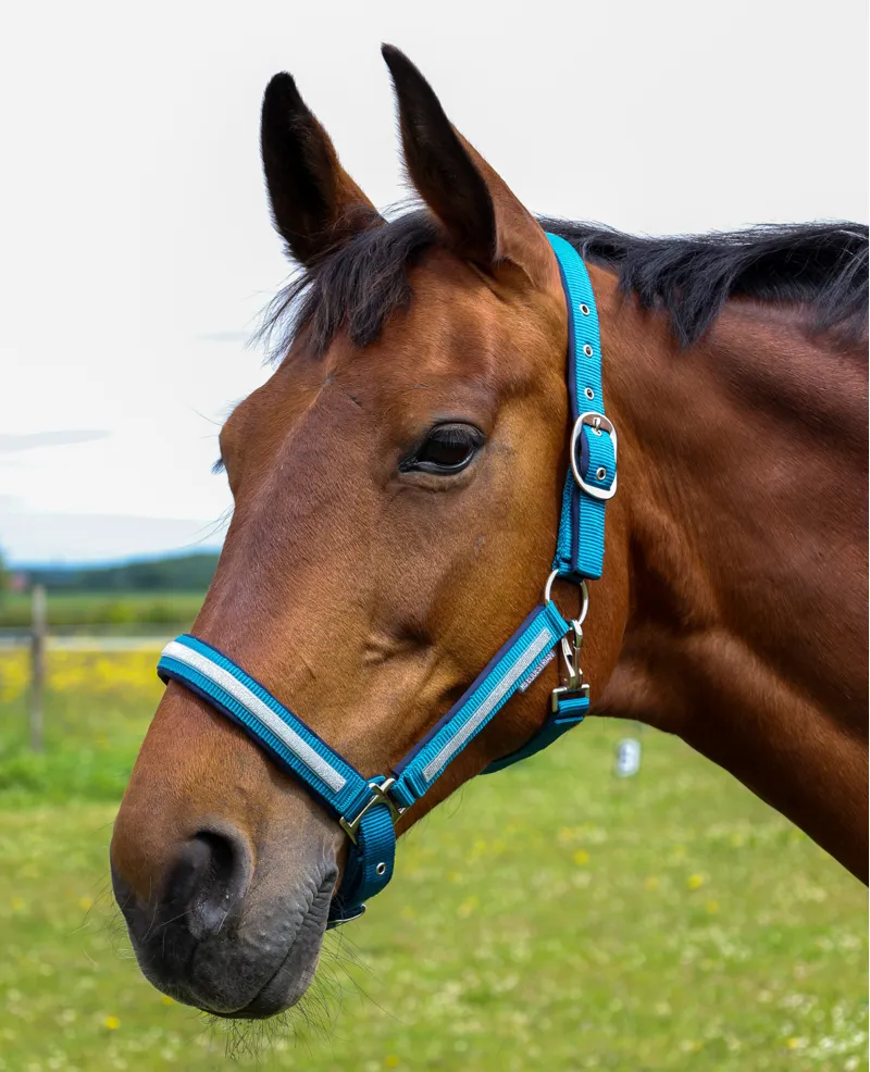 Hy Equestrian Mystic Head Collar - Teal/Silver Dust-1