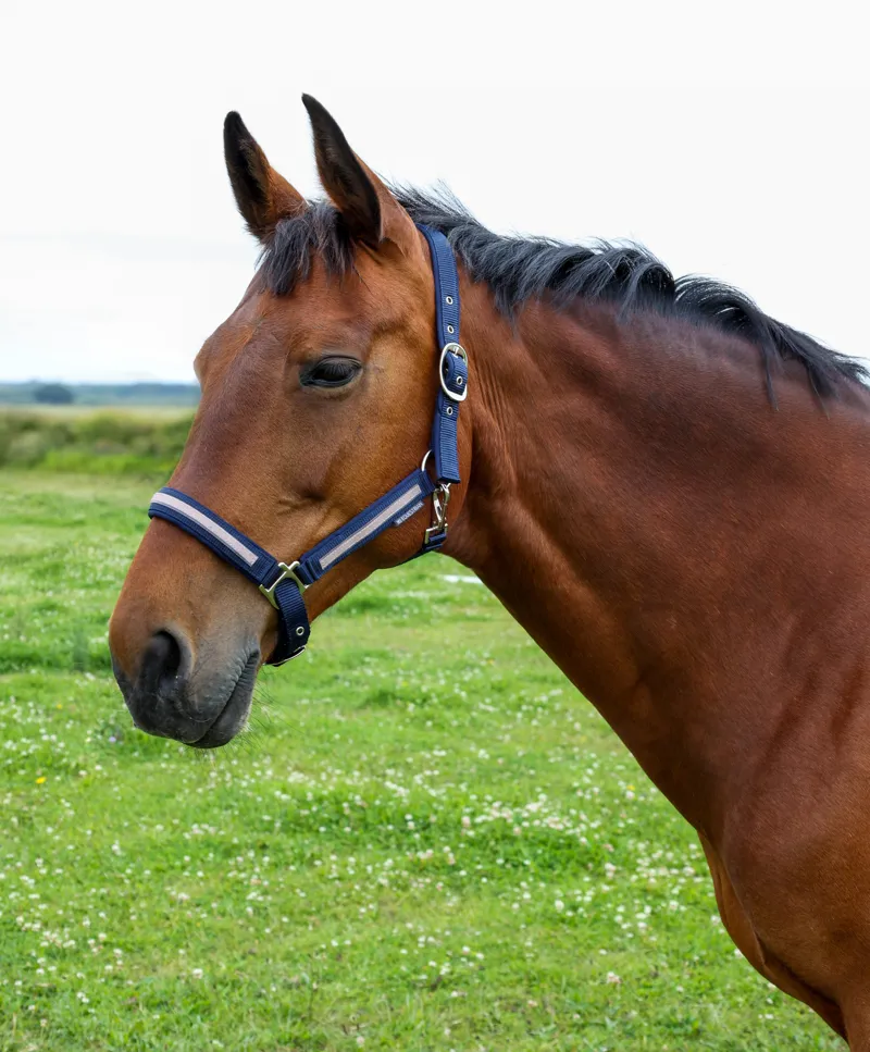 Hy Equestrian Mystic Head Collar - Navy/Rose Dust-1