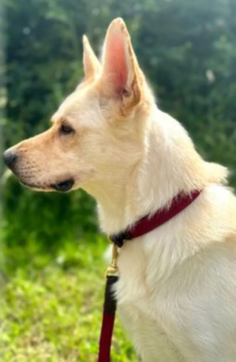 Benji and Flo Interlaced Dog Collar - Burgundy-1