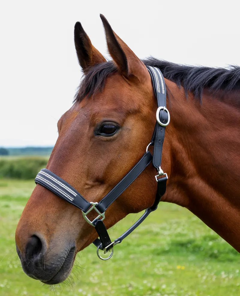 Hy Equestrian Anodize Leather Head Collar - Black/Silver