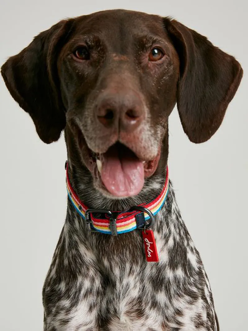 Joules Rainbow Stripe Dog Collar - Small