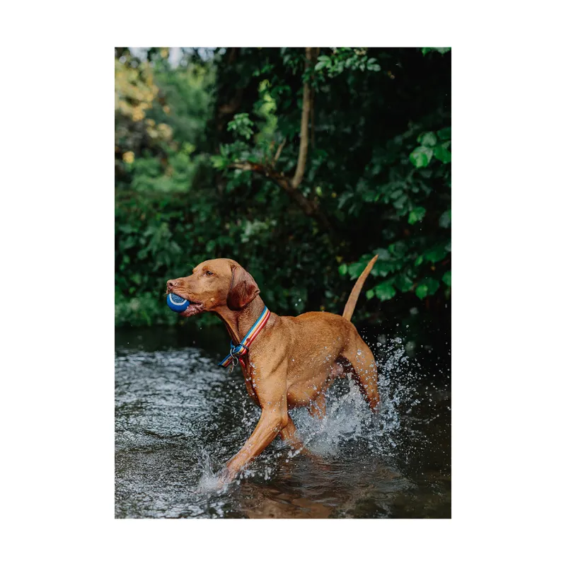 Joules Rainbow Stripe Dog Collar - Small-2