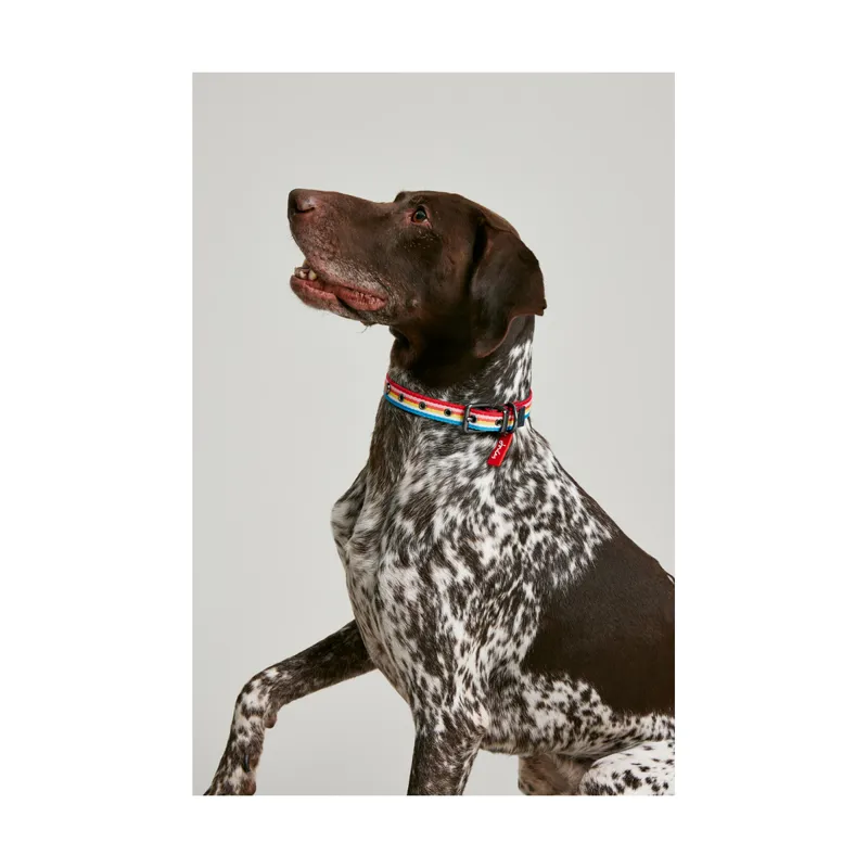 Joules Rainbow Stripe Dog Collar - Small-3