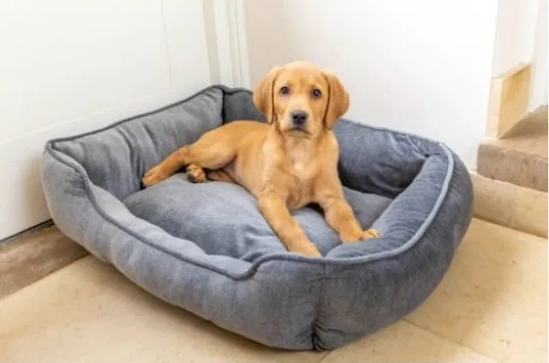 House of Paws Velvet Square Bed - Grey-1