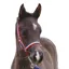 Roma Foal Headcollar - Red/White/Blue