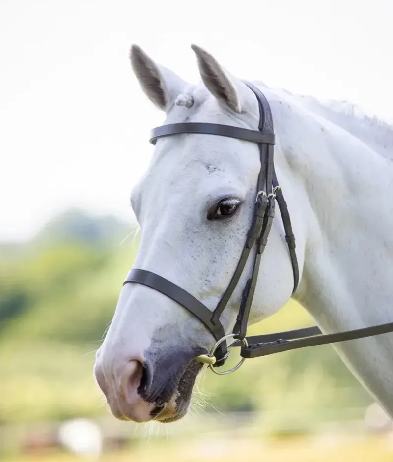 Shires Velociti RAPIDA Hunter Cavesson Bridle - Cob -  Havana-2